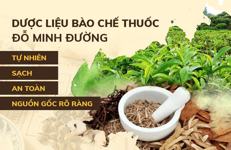 Dược liệu bào chế bài thuốc gout Đỗ Minh